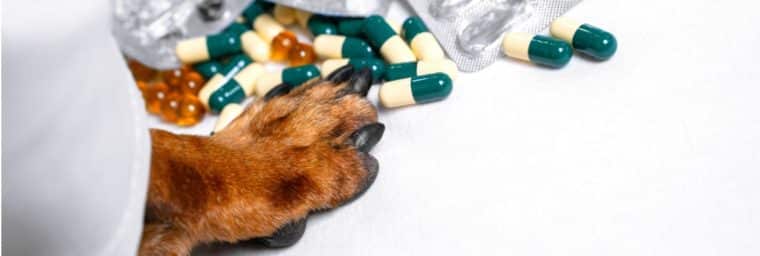 Antibiotiques pour chien