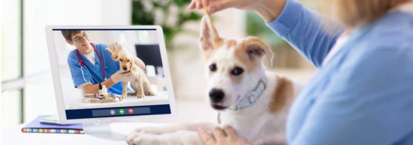 Consultation vétérinaire en ligne