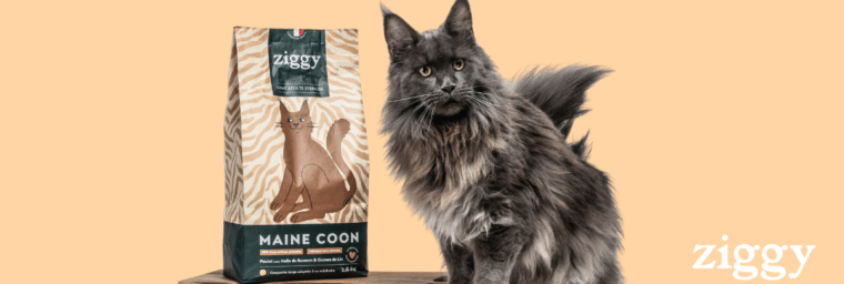 Croquettes-Maine-Coon-Ziggy