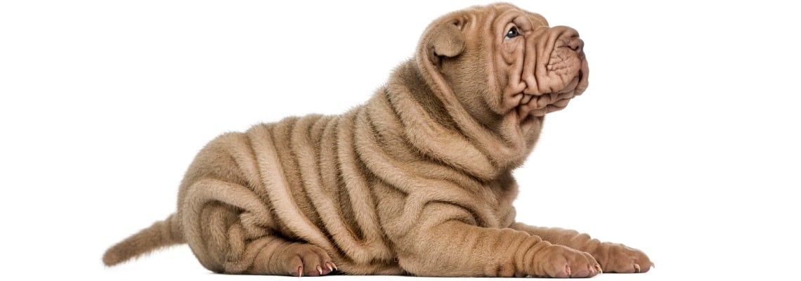 Sharpei