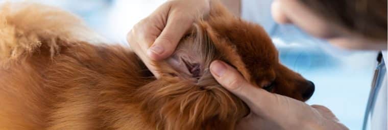 Traitements faits maison pour l'infection d'oreille de chien
