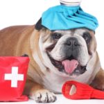 Urgences clinique vétérinaire