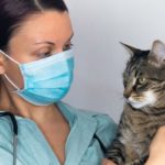 Vétérinaire comportementaliste pour chat