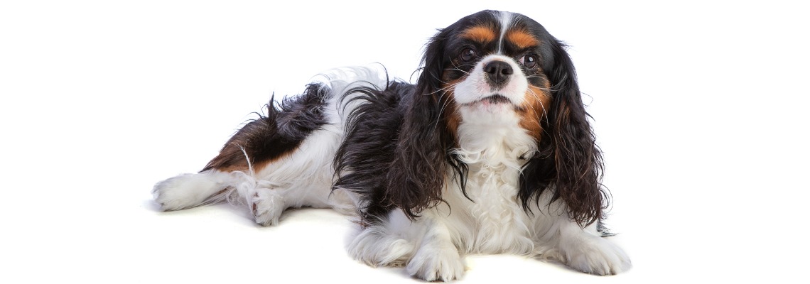 cavalier King Charles