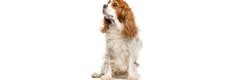 cavalier king charles poids ideal