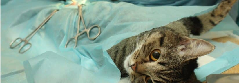 opération de chat par veterinaire