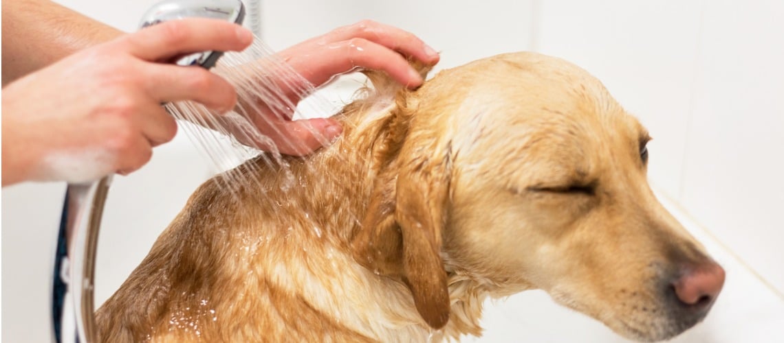 lavage chien dans douche
