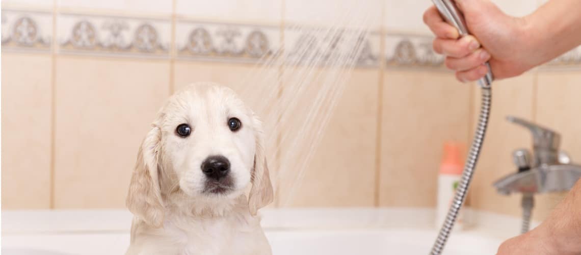 lavage chiot