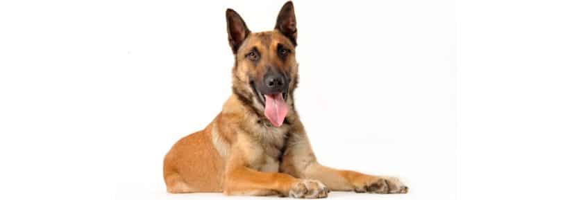 malinois poids ideal age adulte