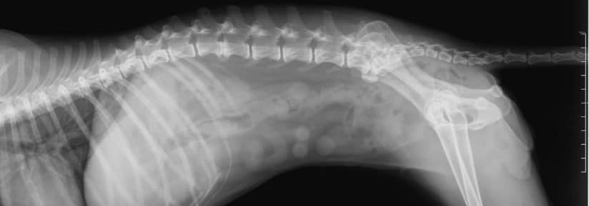 prix des radiographies pour chien