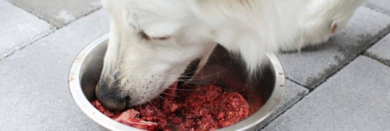 recette de viande pour chiens