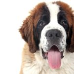 saint bernard faim