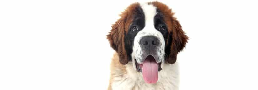 saint bernard faim