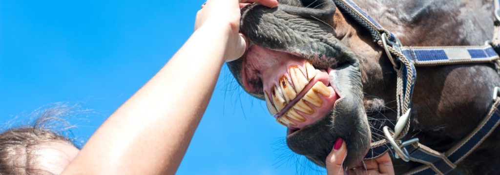 soins dentaires sur un cheval par un vétérinaire