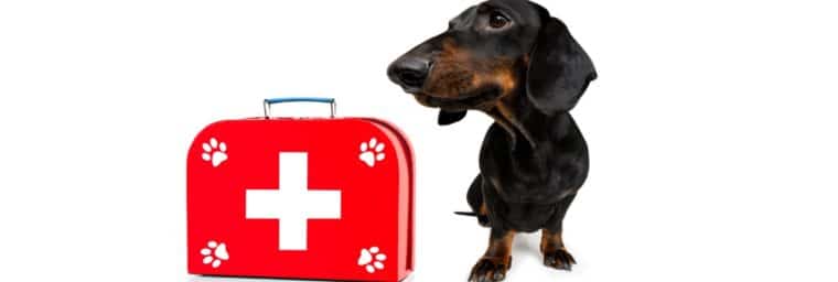 urgences vétérinaires en clinique