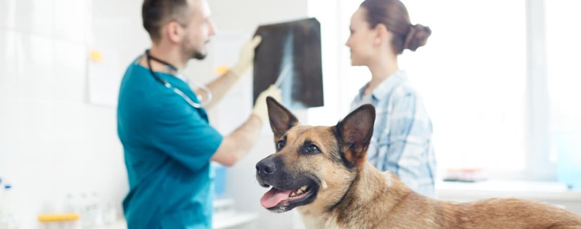 vétérinaire avec radiographie de chien