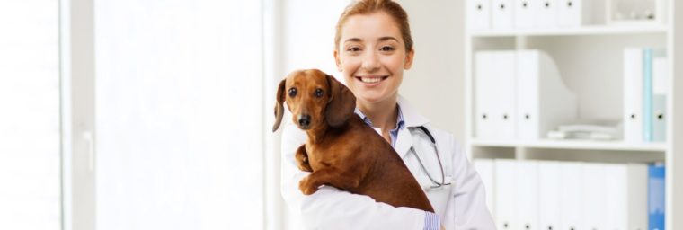 vétérinaire spécialisé comportement chien