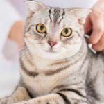Prix vaccin et puce pour un chat