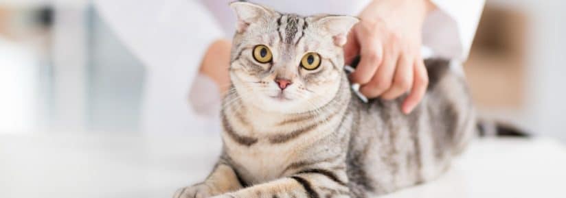 Prix vaccin et puce pour un chat