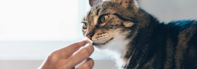 Vitamines pour chat