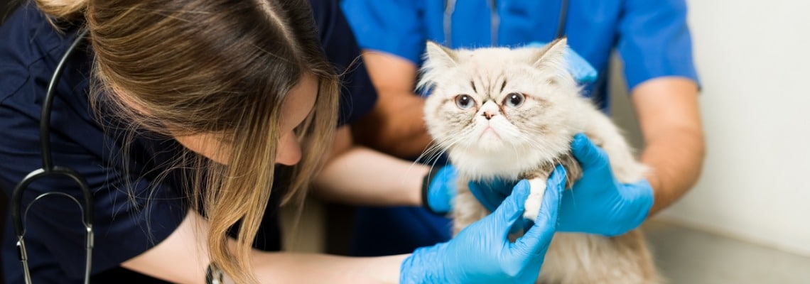Hygiène du chat: quels sont les soins à prodiguer ?