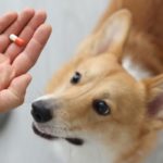 compléments alimentaires pour l'arthrose du chien