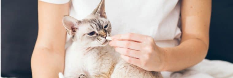 Administration de l’antibiotique au chat 