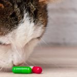 Antibiotiques pour chat