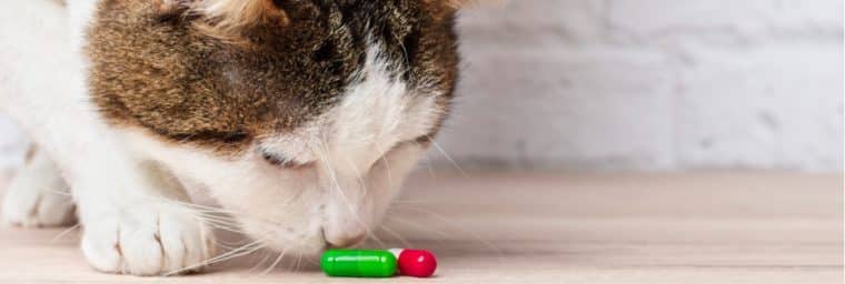 Antibiotiques pour chat