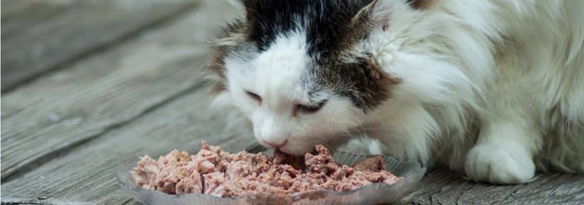 Pâtée pour chat stérilisé : comparatif et guide d'achat