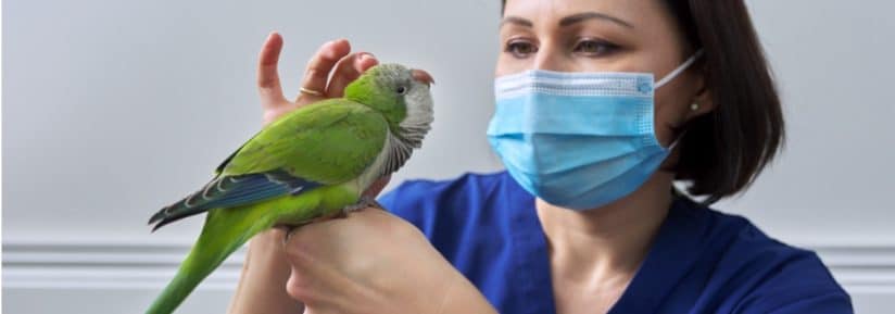 Vétérinaire pour perroquet