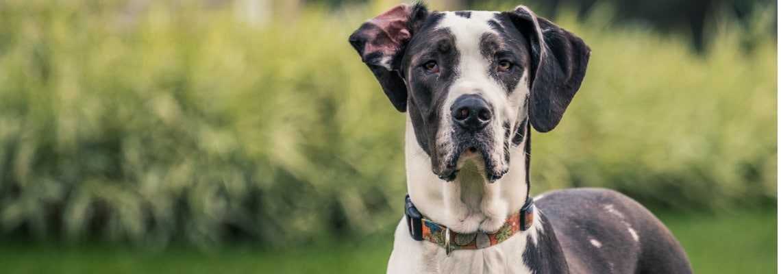 poids du Dogue allemand