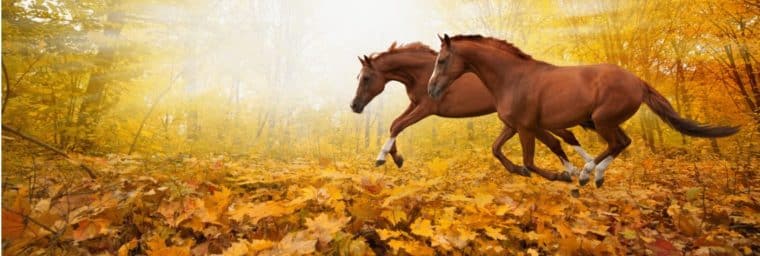 vermifuger un cheval en automne