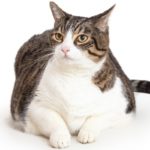 Poids du chat obèse