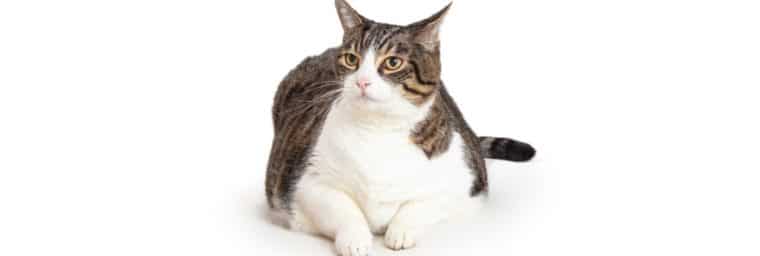 Poids du chat obèse