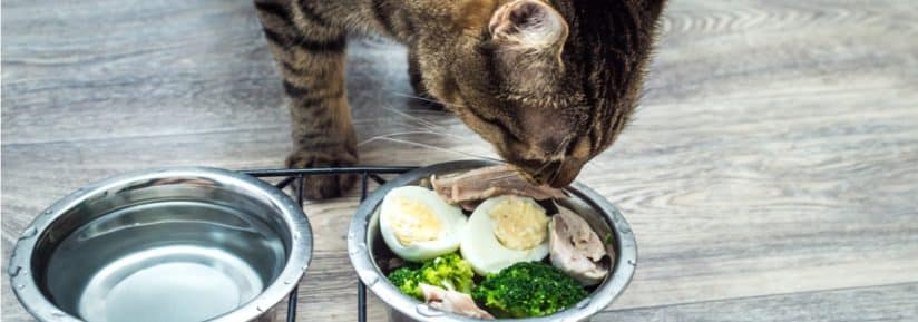 Recettes et menus types de ration ménagère pour chat