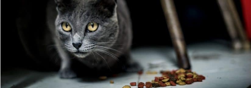 Croquettes Pour Chat En Insuffisance Renale