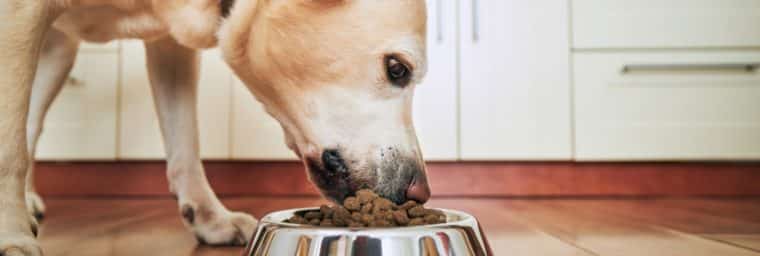 croquettes sans céréales pour chien