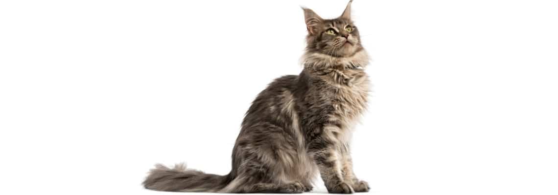 poids du chat Maine Coon