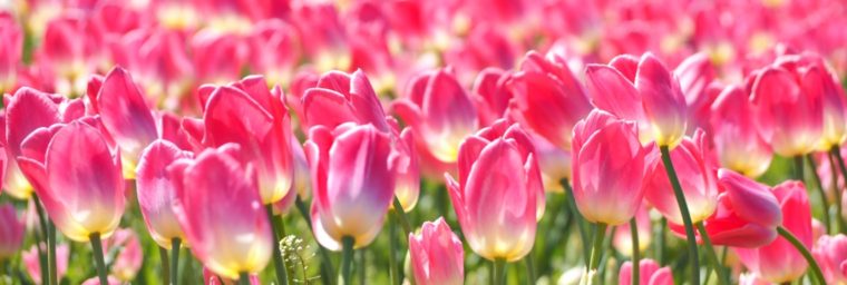 tulipes comme plantes liliacées