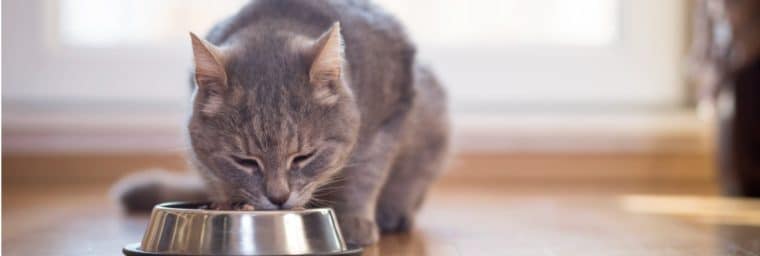 Alimentation humide pour un chat sénior