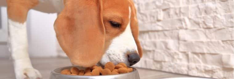Croquettes pour un Beagle