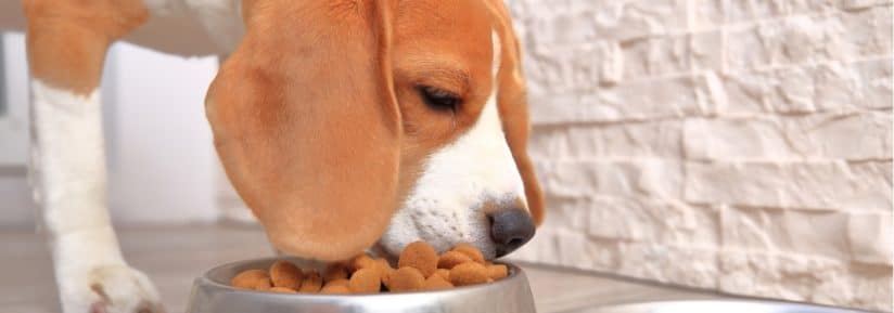Croquettes pour un Beagle