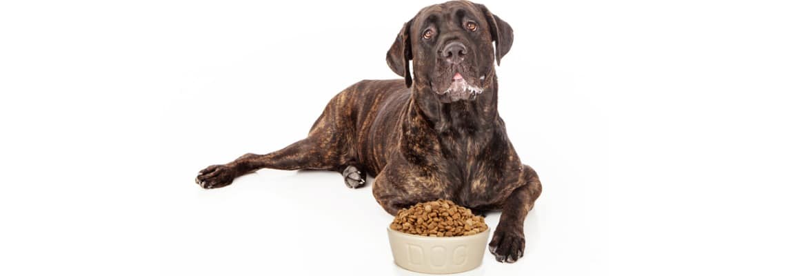 Croquettes Cane Corso