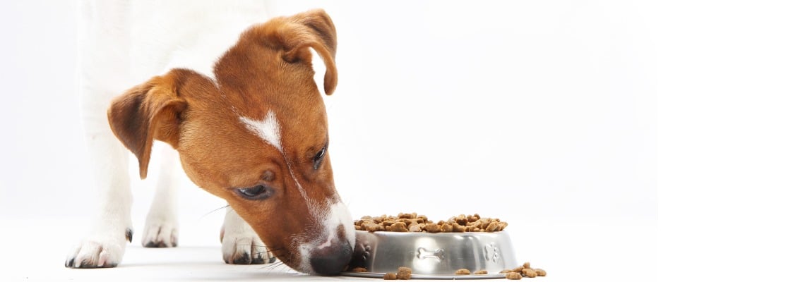 Croquettes pour Jack Russel