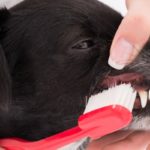 Laver les dents d'un chien