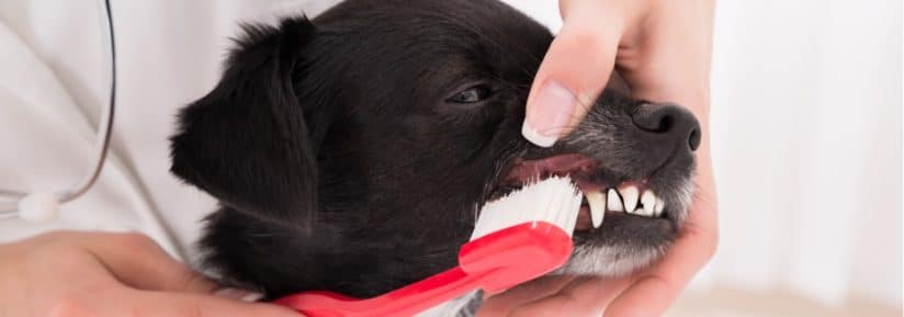 Laver les dents d'un chien