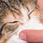 Nettoyer le nez d'un chat