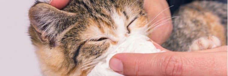 Nettoyer le nez d'un chat