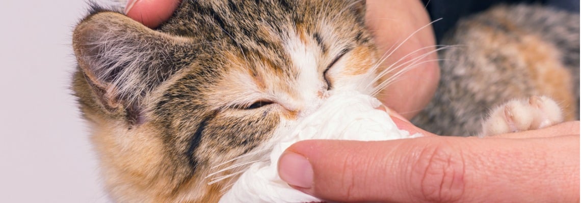 Nettoyer le nez d'un chat